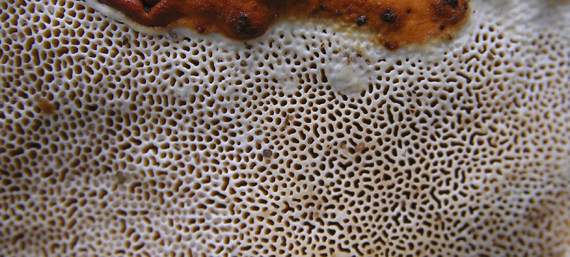 In bosco di Quercus cerris(2). - (Ischnoderma benzoinum)